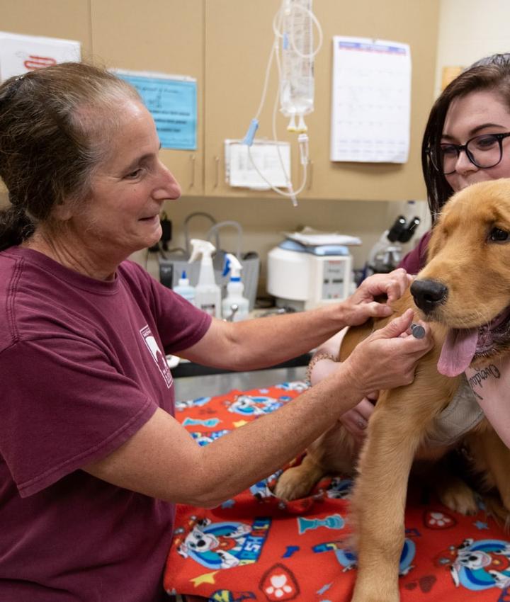 Michele Martino DVM Cheshire Animal Hospital